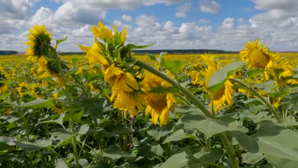 Цветущие Подсолнухи Сельскохозяйственном Поле Летний День — стоковое видео