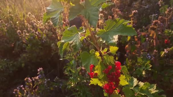 Branch Redcurrant Ripe Berries Sunset Backlit — Vídeo de Stock