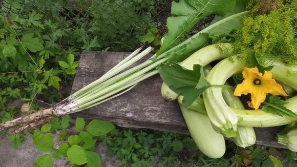 Freshly Harvested Long Vegetable Marrows Leaf Vegetables — Stockvideo