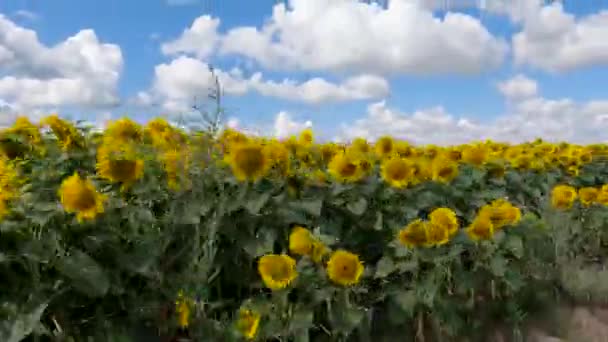 Agricultural Field Edge Flowering Sunflowers Summer Day — Video