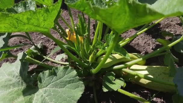 Vegetable Marrow Plant Field Sunny Windy Weather — Vídeos de Stock