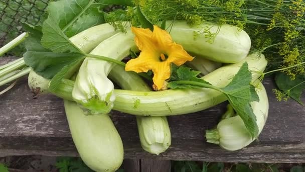 Freshly Harvested Long Vegetable Marrows Leaf Vegetables — 图库视频影像