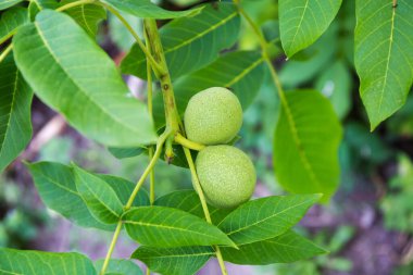 Branch of walnut tree with two unripe fruits in green husks on a blurred background