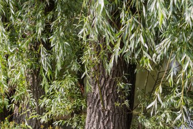 Branches of the old willows hanging down on a background of the thick tree trunks with rough bark and water surface