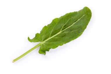 Single sagittate freshly picked leaf of the garden sorrel on a white background