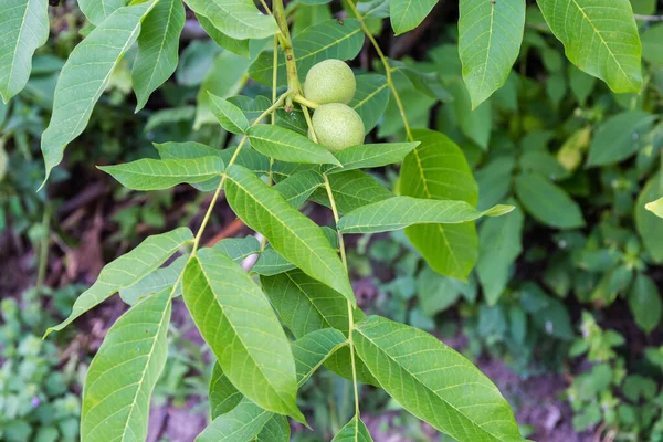 Branch Walnut Tree Two Unripe Fruits Green Husks Blurred Background — 스톡 사진