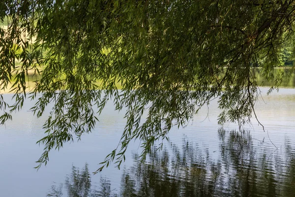 Branches Old Willows Hanging Water Surface Pond — Fotografia de Stock