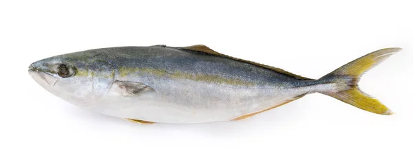 Frozen Raw Carcass Yellowtail Species Japanese Amberjack White Background Side — 图库照片