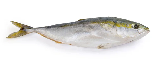 Frozen Raw Carcass Yellowtail Species Japanese Amberjack White Background View — 图库照片