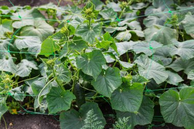 Cucumber plants with flowers, cucumber buds and young fruits creeping on the plastic mesh on a field 