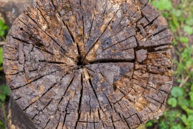 Old badly cracked partly rotten stump of the deciduous tree, top view on a blurred background