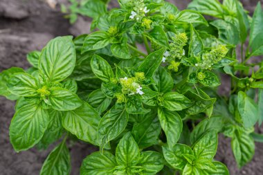 Bush of the flowering green basil on a field, top view close-up in selective focus