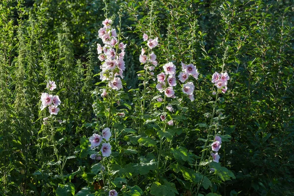 Stems Hollyhock White Purple Flowers Blurred Background Other Tall Plants — Stock Photo, Image