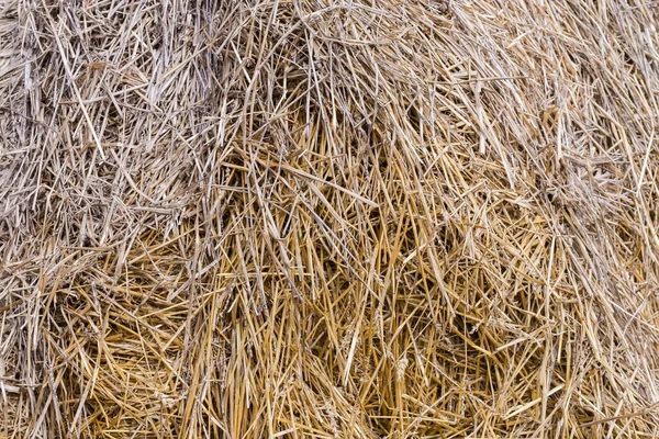 Fragment Rick Old Wheat Straw Harvested Last Year Background — Stock fotografie