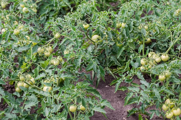 Bushes of the tomato plants with ripening green fruits on a field in overcast weather