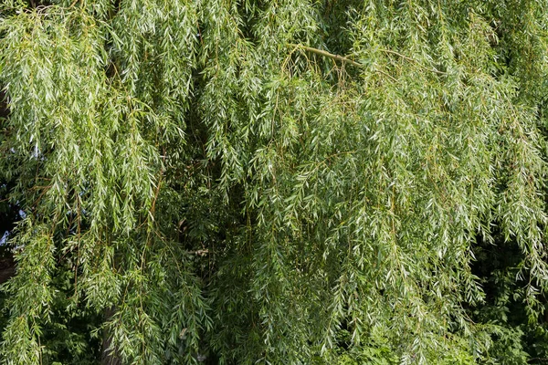 Тонкие Ветви Старой Ивы Листьями Свисающими Летний Солнечный День Фон — стоковое фото
