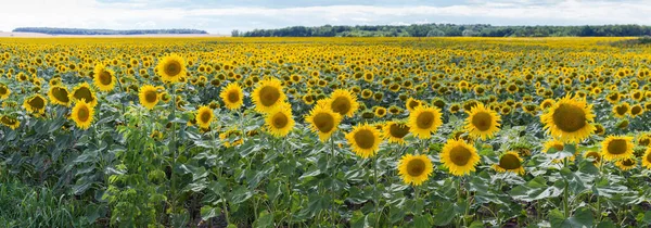 Flowering sunflowers on a field edge on a blurred background of the rest sunflower field, distant forest and sky, panoramic view