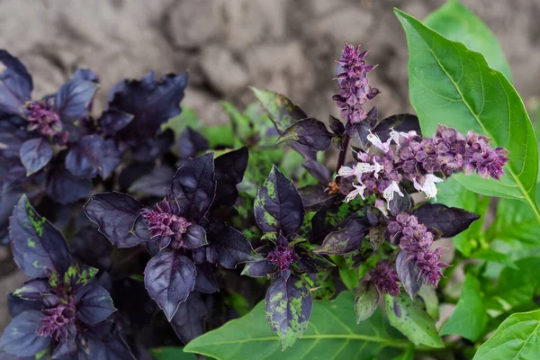 Bush of the flowering purple basil on a field on a blurred background of soil, top view in selective focus