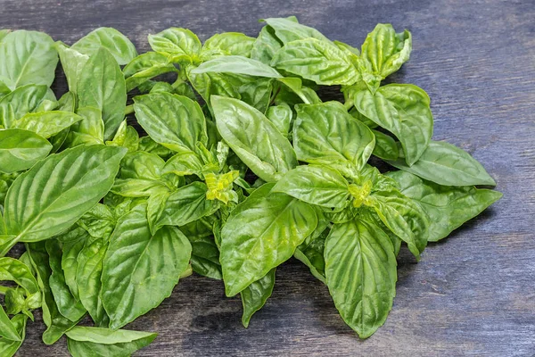 Twigs Fresh Green Basil Leaves Inflorescences Tops Located Left Black — Stok Foto
