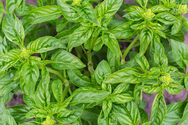 Bush Green Basil Field Top View Bush Fragment — Stok Foto