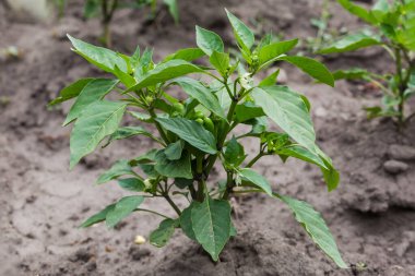 Plant of the bell pepper with flowers and young green fruits against the soil on the field in overcast weather