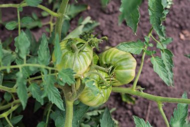 Cluster of ripening green tomatoes on a stem of tomato plant on a field in overcast weather, top view on a background of the soil