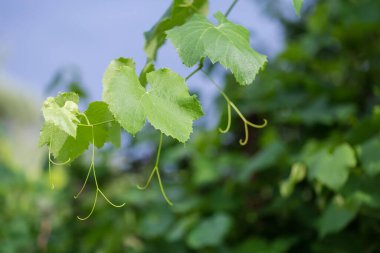 Shoot of the vine with young leaves and tendrils on a blurred background of sky and vine bush, close-up at shallow depth of field