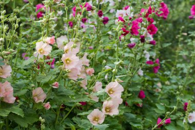 Stems of the hollyhock with white-purple flowers on a blurred background of the same bushes with red and white flowers