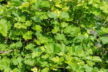 Climbing branches of the vine with leaves, tendrils and unripe clusters berries, background