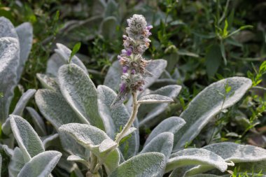 Inflorescence of the Stachys byzantina, also known as lamb's ears on the top of the stem on a blurred background, close-up in selective focus