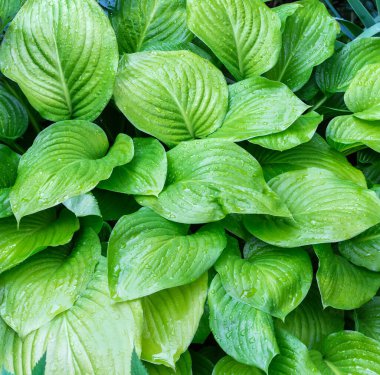Bush of the hosta with green leaves covered with water drops after a rain, top view close-up, background