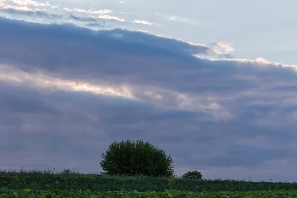 Fragment Sky Partially Covered Dark Clouds Agricultural Field Sunset — ストック写真