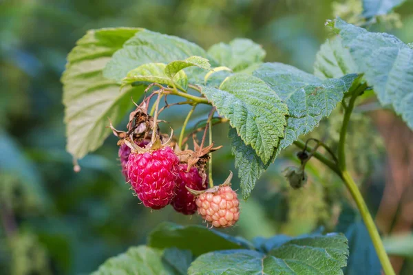 Branch Raspberry Several Ripe Unripe Berries Green Leaves Raspberry Bush — Fotografia de Stock