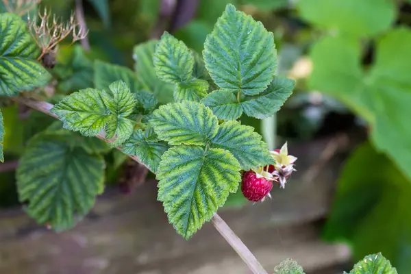 Branch Raspberry Ripe Berries Green Leaves Covered Dew Drops Raspberry — 스톡 사진