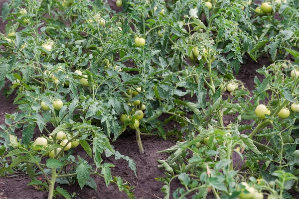 Tomato planting with ripening green tomatoes on a field in overcast weather, selective focus