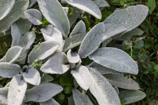 Bush of the Stachys byzantina, also known as lamb\'s ears with young leaves covered with silver-white silky hairs,  top view in selective focus