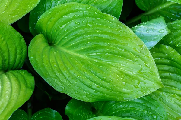 Green Leaf Hosta Other Leaves Bush Covered Water Drops Rain — Stok Foto