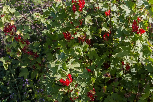 Bush Redcurrant Racemes Ripe Berries Branches Sunny Day Fragment Selective — Photo