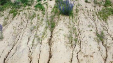 Clay slope with bushes of blooming blueweed, aerial view
