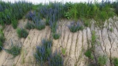 Clay slope with bushes of blooming blueweed, aerial view