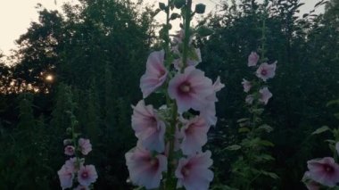 Stems of the hollyhock with white-purple flowers at sunset