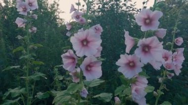 Stems of the hollyhock with white-purple flowers at sunset