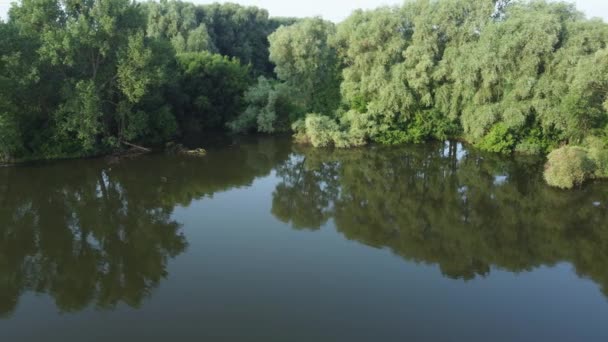 Pond Willows Poplars Bank Aerial View — Stockvideo