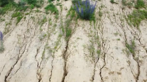 Clay Slope Bushes Blooming Blueweed Aerial View — Stock videók