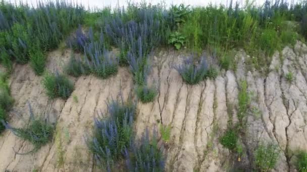 Clay Slope Bushes Blooming Blueweed Aerial View — Stockvideo