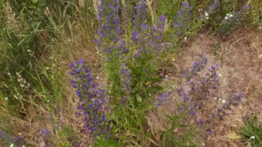 Stems of the blooming blueweed among other grass on meadow