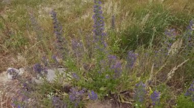 Stems of the blooming blueweed among other grass on meadow