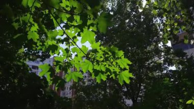 Branch of maple against the other trees and multistory building