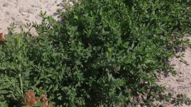 Common knotgrass growing next the concrete surface