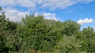 Different trees during a strong wind in summer